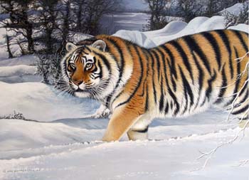 Siberian Tiger